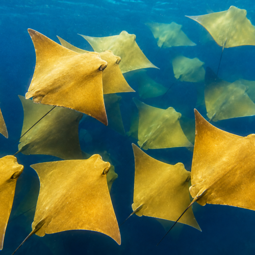 School of Golden rays swimming through clear blue water in the Galápagos