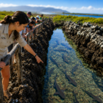 Naturalist guide pointing out sharks swimming in a clear volcanic channel in the Galápagos