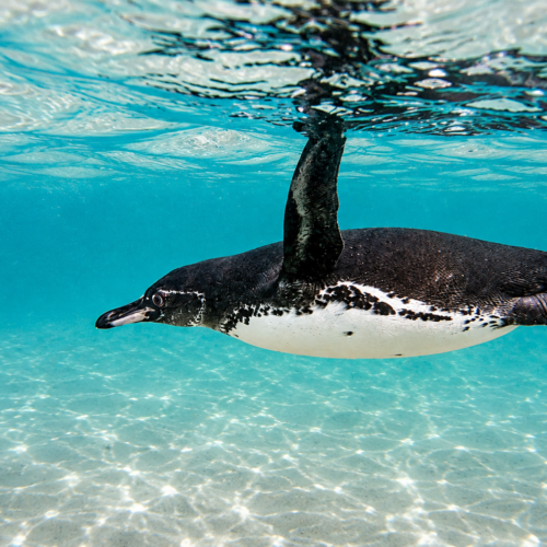 Galápagos penguin swimming underwater just below the ocean surface