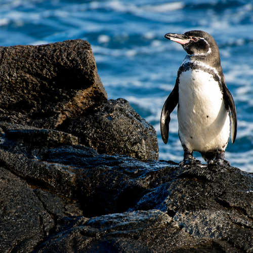 Galápagos penguin standing on black volcanic rocks beside the ocean