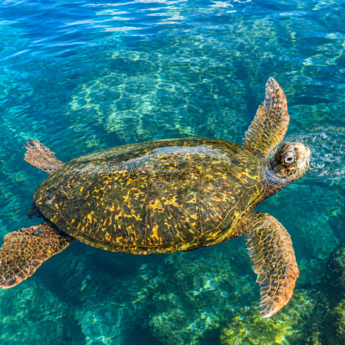 Sea turtle swimming through clear blue water in the Galápagos