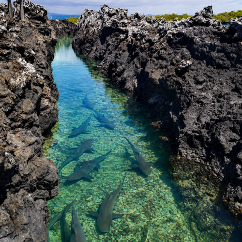 Galápagos sharks swimming through a clear volcanic lagoon surrounded by black lava rock.