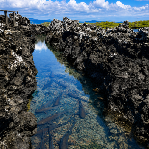 Sharks swimming in a clear blue channel between volcanic rocks in the Galápagos