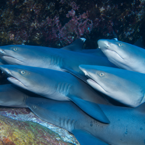 Galápagos sharks swimming together along a rocky underwater reef