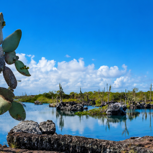 Galápagos prickly pear cactus beside a tranquil volcanic lagoon