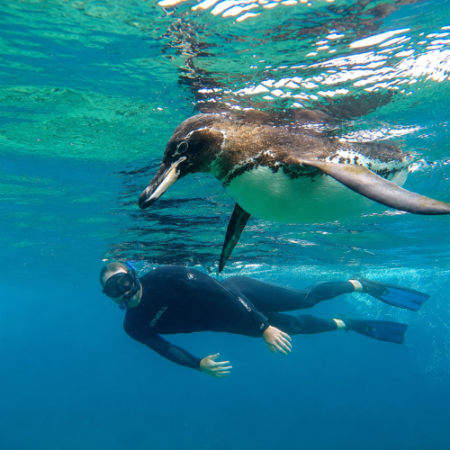 Snorkeler in a full wetsuit swimming alongside a Galápagos penguin in clear blue water.