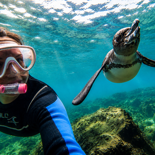 Snorkeler swimming alongside a Galápagos penguin in clear turquoise water