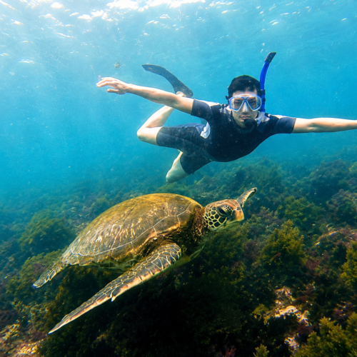 Snorkeler swimming above a green sea turtle in the clear waters of the Galápagos