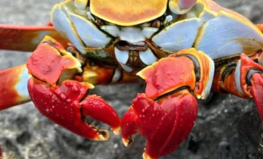 Galapagos Islands Crab