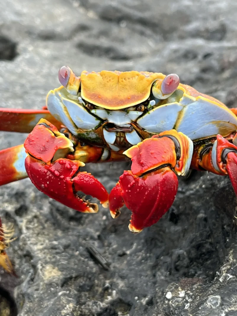 Galapagos Islands Crab
