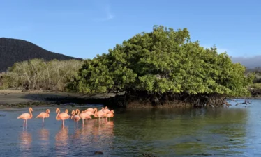 Galapagos Islands Flamingo