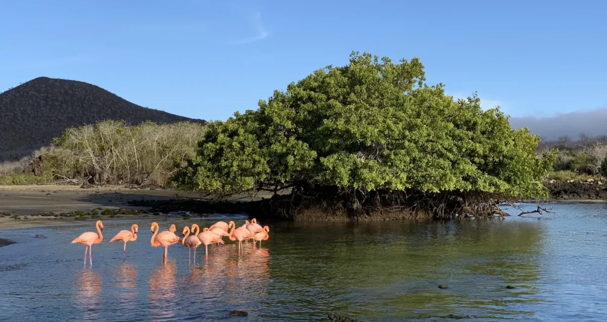Galapagos Islands Flamingo