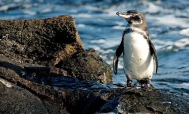 Galapagos Penguin standing on volcanic rocks along the coast of Isabela Island
