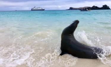 Galapagos Islands Sealion