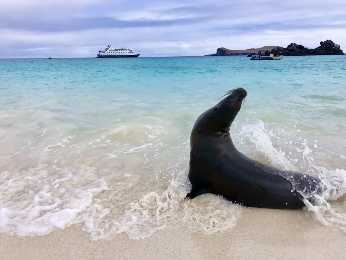 Galapagos Islands Sealion