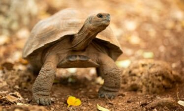 Galapagos Islands Tortoise-baby