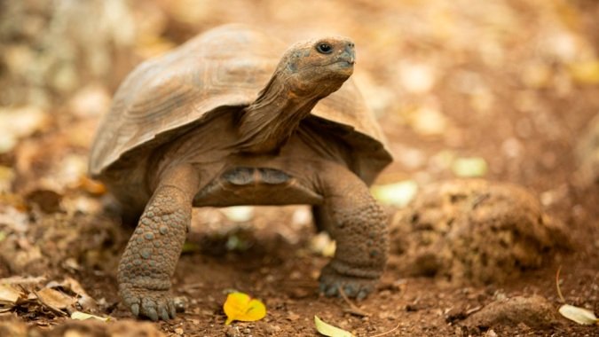 Galapagos Islands Tortoise-baby