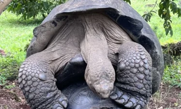 Galapagos Islands Tortoises In Love