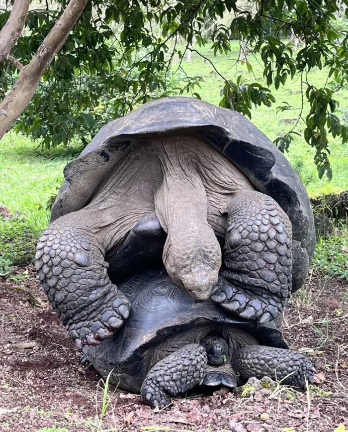 Galapagos Islands Tortoises In Love
