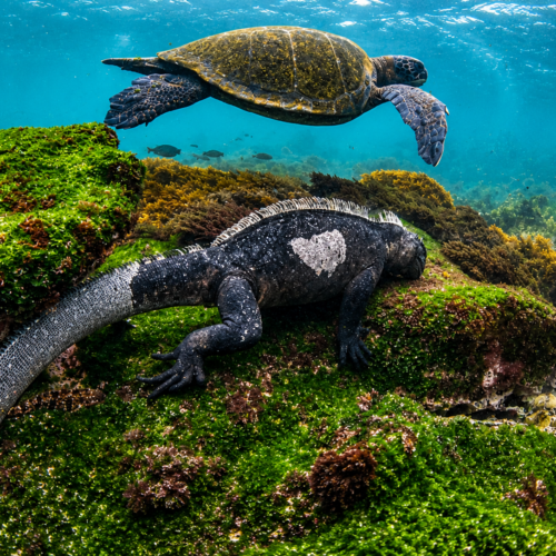 Galápagos marine iguana resting on an algae-covered rock as a sea turtle swims above it underwater
