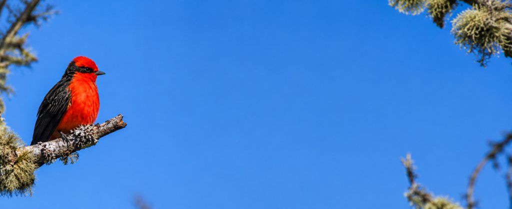Vermilion flycatcher perched on a branch against a clear blue sky in the Galápagos