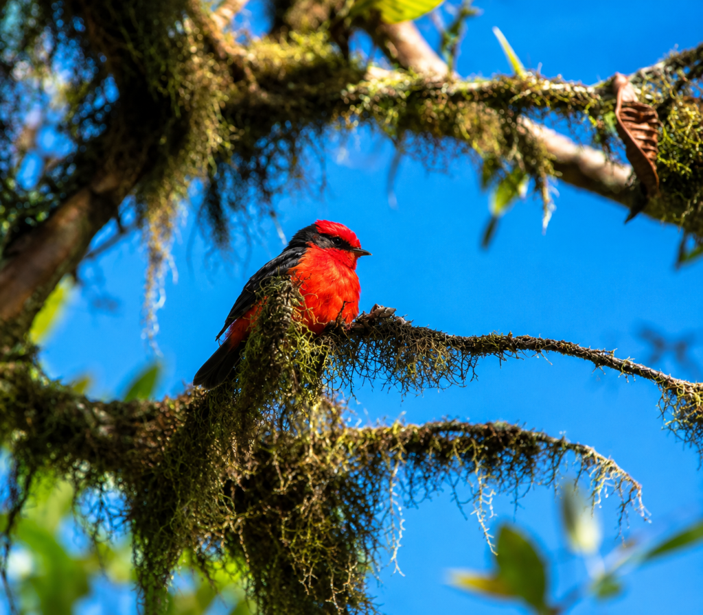 Red Galápagos bird perched on a moss-covered branch against a blue sky