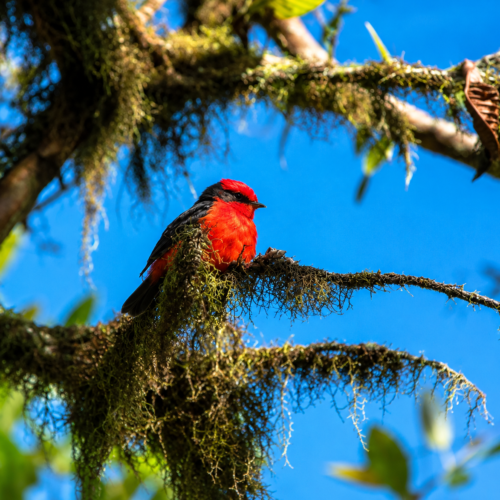 Red Galápagos bird perched on a moss-covered branch against a blue sky