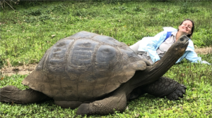 Galapagos Giant Tortoise next to a visitor on Santa Cruz Island
