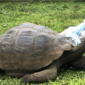 Galapagos Giant Tortoise next to a visitor on Santa Cruz Island