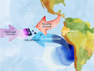 Ocean currents surrounding the Galápagos Islands showing the Humboldt, Cromwell, and Panama currents and their influence on marine productivity.