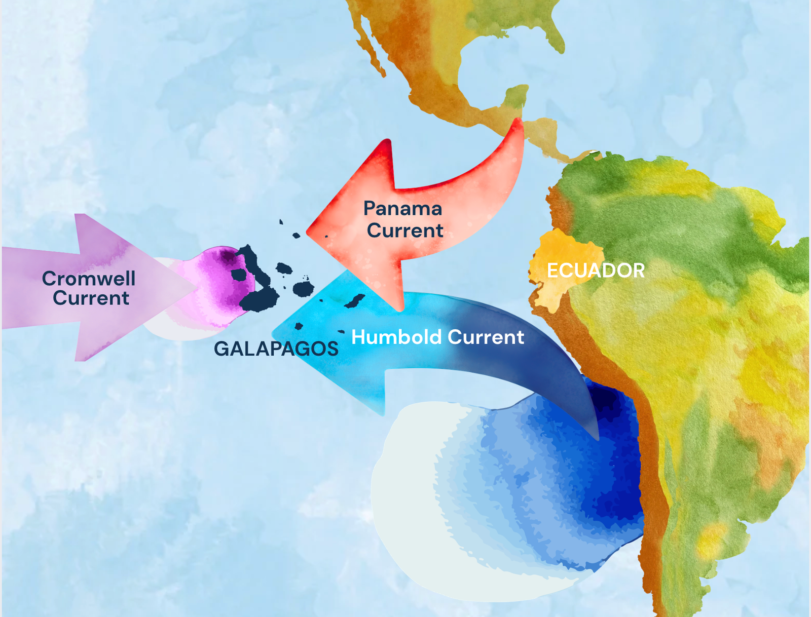Ocean currents surrounding the Galápagos Islands showing the Humboldt, Cromwell, and Panama currents and their influence on marine productivity.
