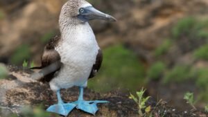 Blue-footed Booby resting on volcanic rocks in the Galápagos Islands.