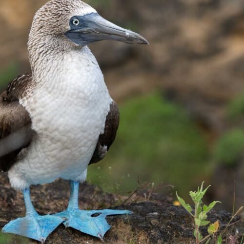 Blue-footed Booby resting on volcanic rocks in the Galápagos Islands.