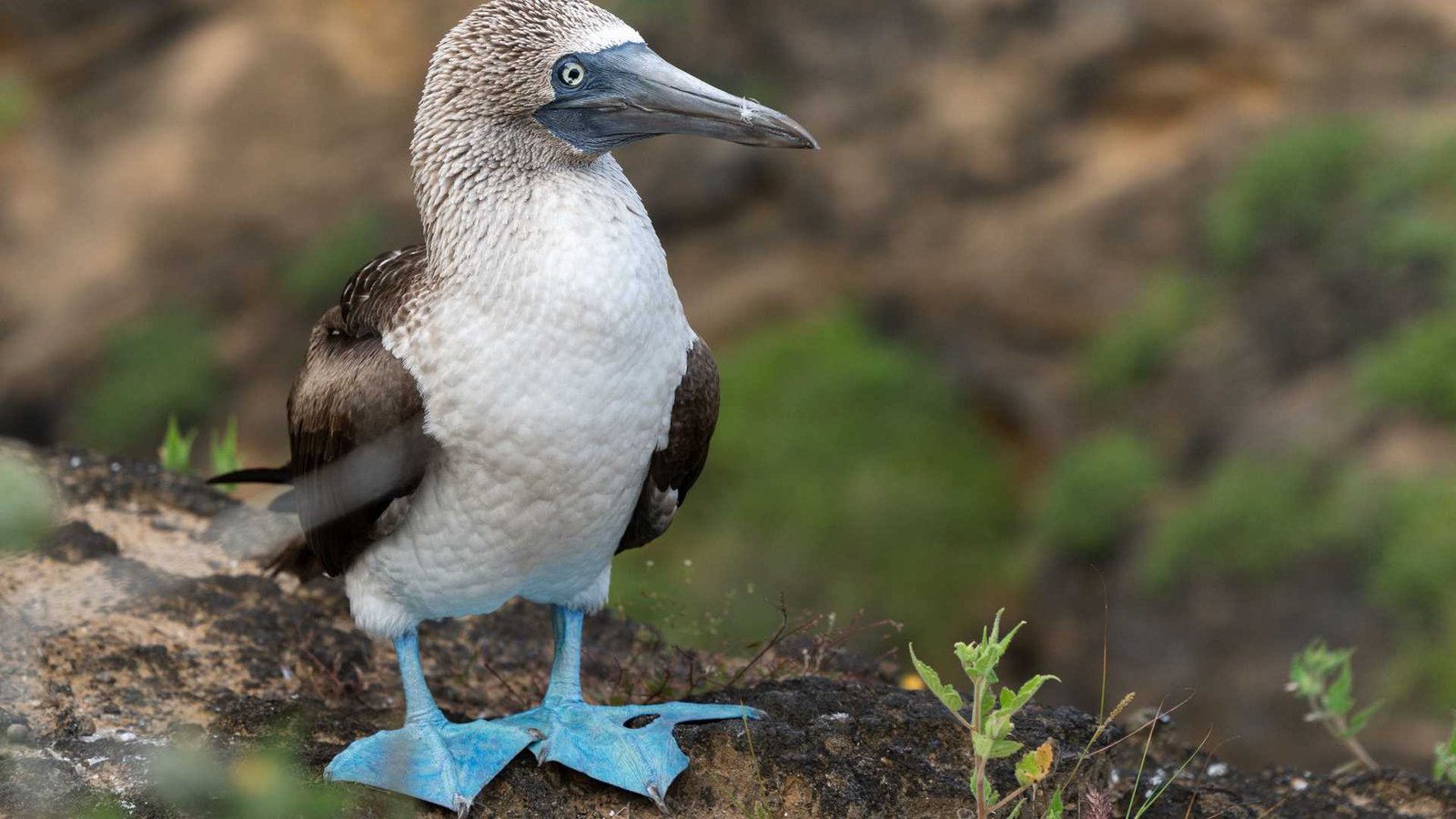 Blue-footed Booby resting on volcanic rocks in the Galápagos Islands.