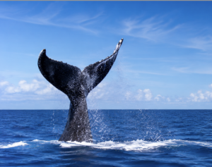 Humpback whale fluke in the Galápagos Islands photographed during cetacean research.