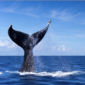 Humpback whale fluke in the Galápagos Islands photographed during cetacean research.