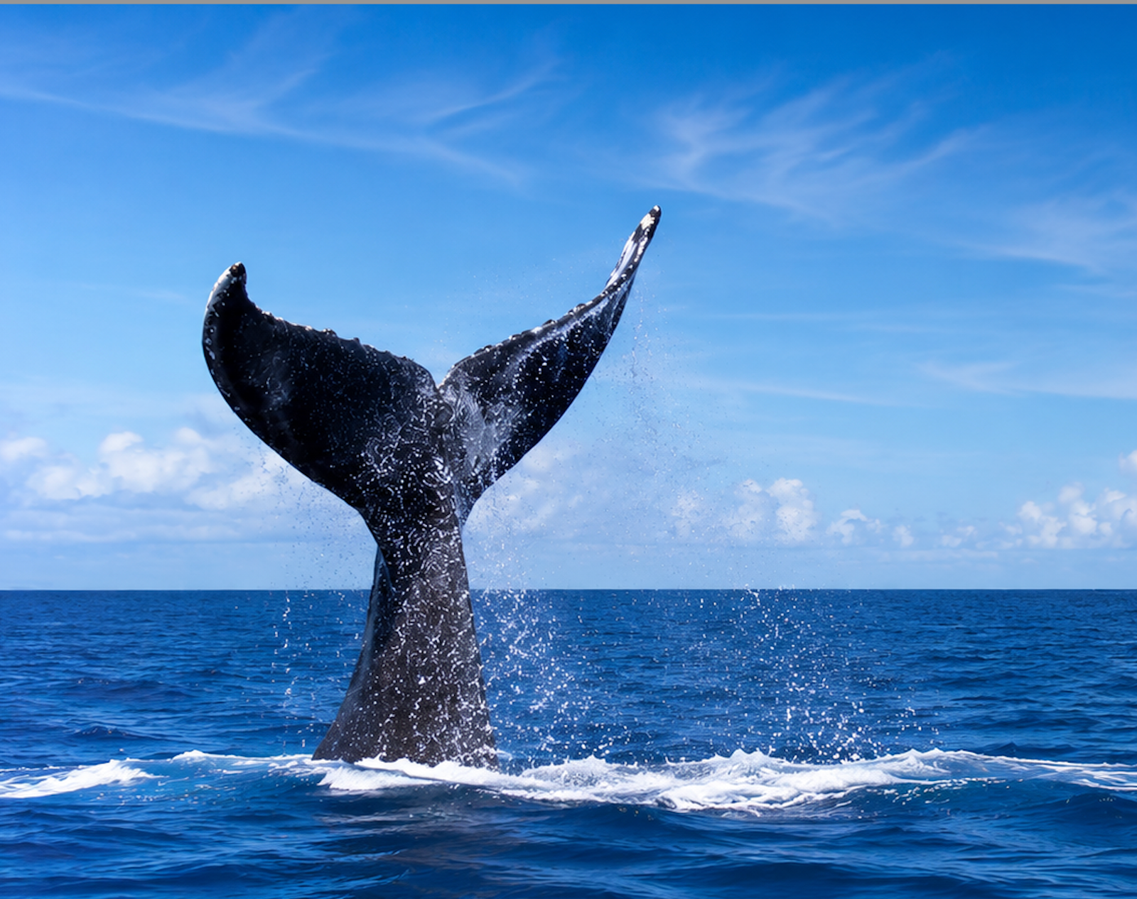 Humpback whale fluke in the Galápagos Islands photographed during cetacean research.