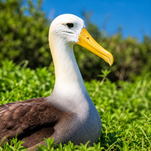 Waved Albatross in Galápagos surrounded by green vegetation