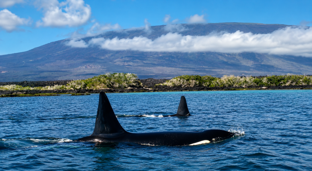A pod of wild killer whales (Orcinus orca) swims along the volcanic coastline of the Galápagos Islands. Their distinctive dorsal fins and natural markings allow scientists to identify each individual through photo-identification.