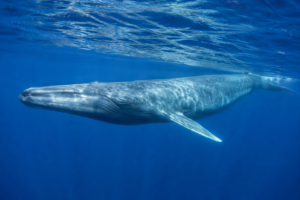 Blue whale swimming underwater in the deep blue ocean