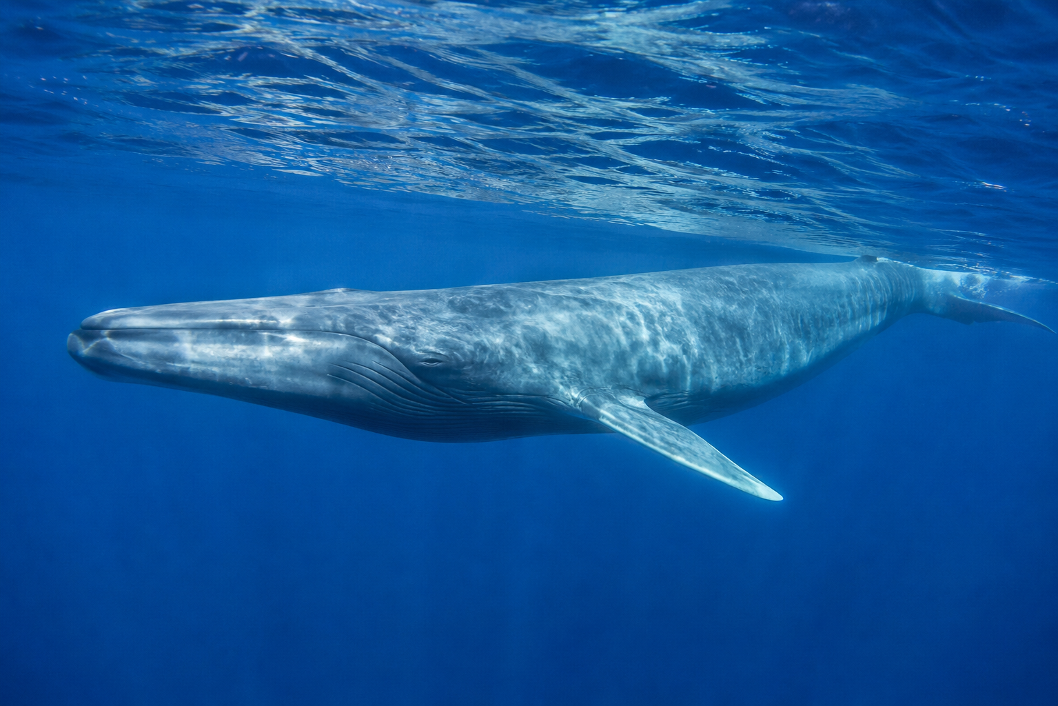Blue whale swimming underwater in the deep blue ocean