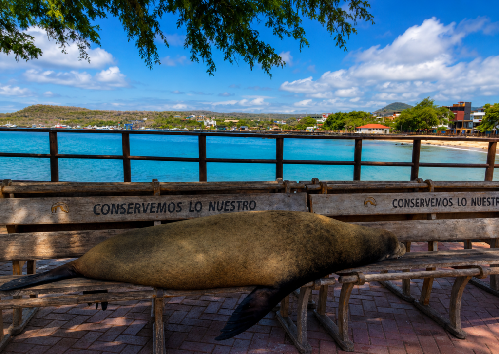 Galápagos sea lion sleeping peacefully on a bench