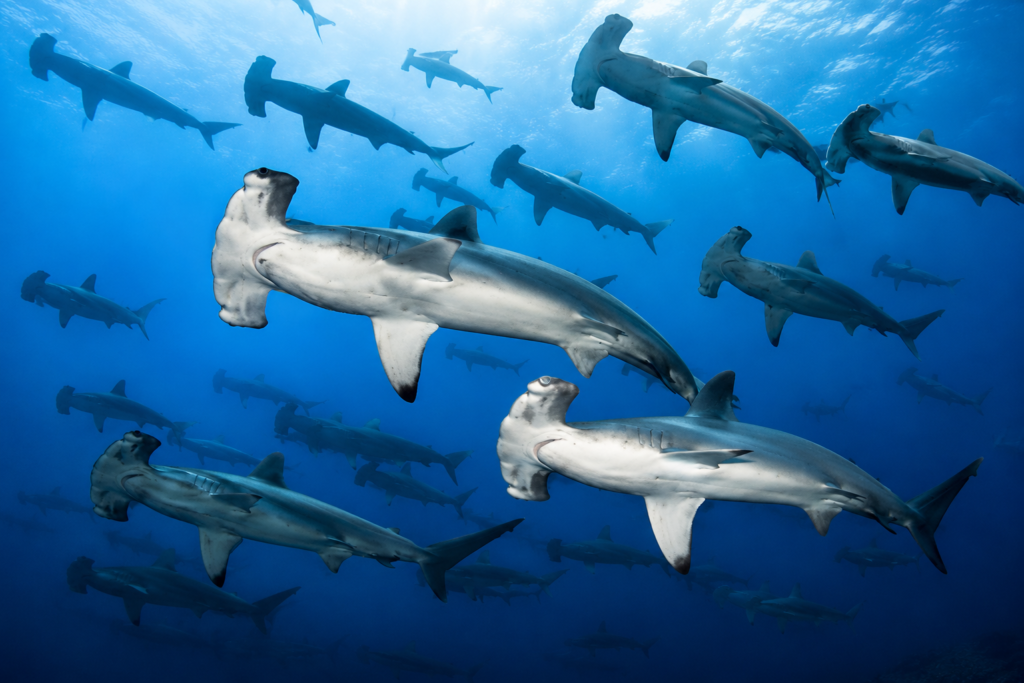 Scuba diver swimming with sharks in the clear waters of the Galápagos Islands