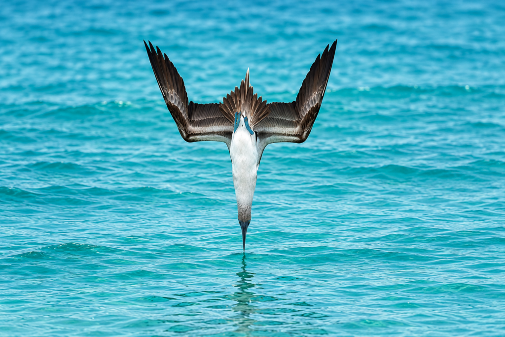 Blue-footed booby diving headfirst into the turquoise waters of the Galápagos Islands