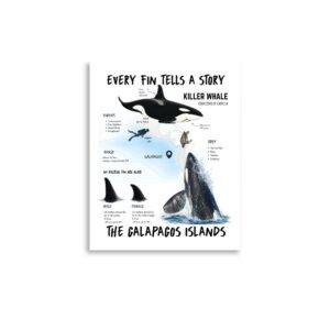 Galápagos Orca— Poster
