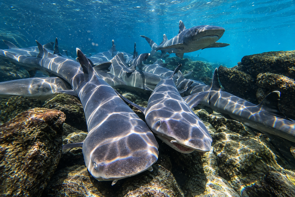 Galápagos white tipped reef sharks swimming together over a rocky underwater reef