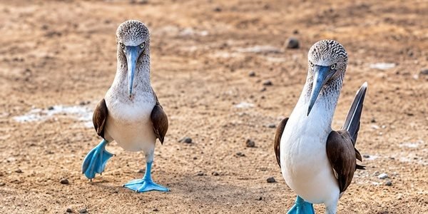 Two blue-footed boobies walking across the sandy ground in the Galápagos Islands