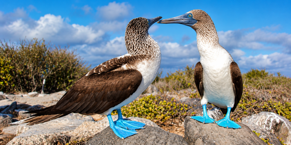 Two blue-footed boobies facing each other on rocks in the Galápagos Islands