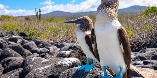 Two blue-footed boobies standing on volcanic lava rocks in the Galápagos Islands