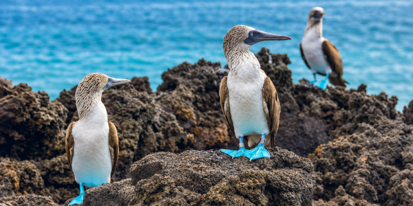 Three blue-footed boobies perched on volcanic rocks beside turquoise water in the Galápagos Islands